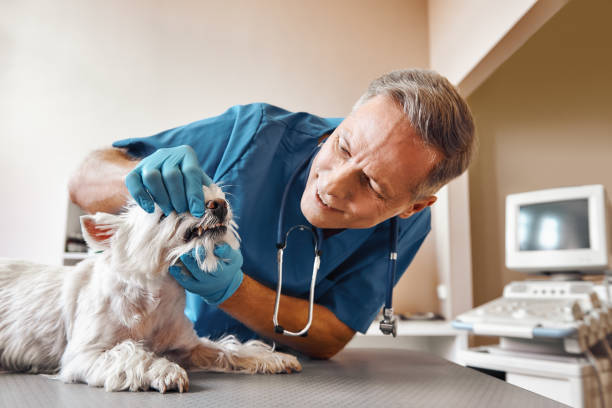 Best Emergency Denture Repair in Ottawa Hills, OH